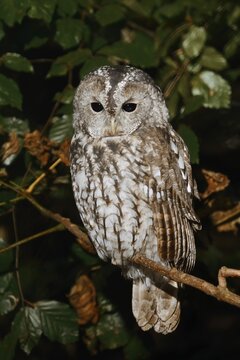Tawny owl (Strix aluco) sitting on a branch, North Rhine-Westphalia, Germany