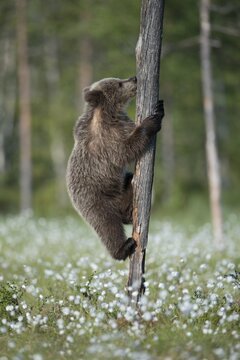 Brown bear (Ursus arctos) climbing a tree in a bog with fruiting cotton grass, Game, Suomussalmi, Karelia, Finland