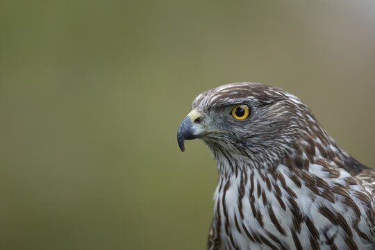 Goshawk (Accipiter gentilis) adult bird of prey head portrait, Scotland, United Kingdom