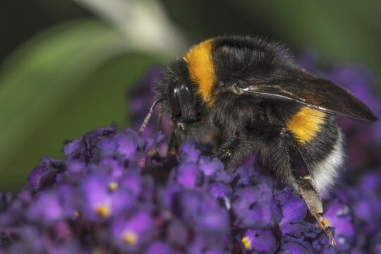 A Large earth bumblebee (Bombus terrestris) sitting on a flower panicle of the Buddleja shrub, Baden-W&uuml;rttemberg, Germany