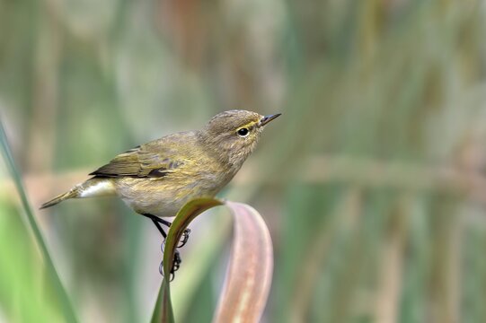 Zilpzalp (Phylloscopus collybita) sitting on a leaf, Littlewood Ranch, Limbach, Burgenland, Austria