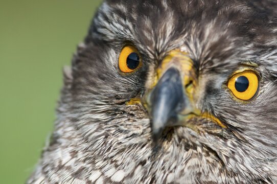 Portrait of a Northern goshawk ( Accipiter gentilis) eyes, sharp look, Oldenburger M&uuml;nsterland, Vechta, Lower Saxony, Germany