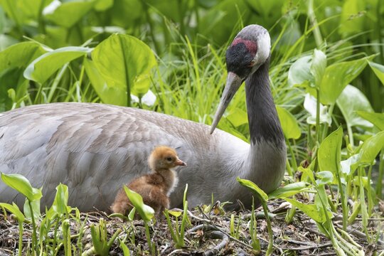 Crane (gurs grus) in nest with chicks, Feldberger Seenlandschaft, Mecklenburg-Vorpommern, Germany