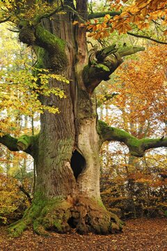Kamineiche in autumn, hollow Oak (Quercus) covered with moss, Sababurg Jungle, Reinhardswald, Hesse, Germany