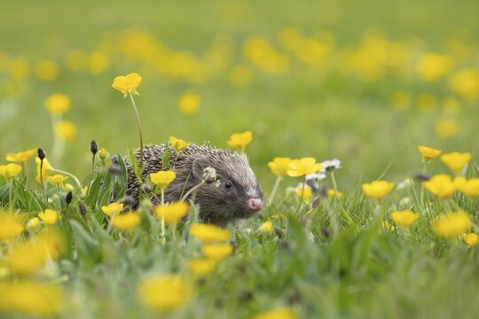 European hedgehog (Erinaceus europaeus) adult in a spring meadow with flowering Buttercup plants, England, United Kingdom