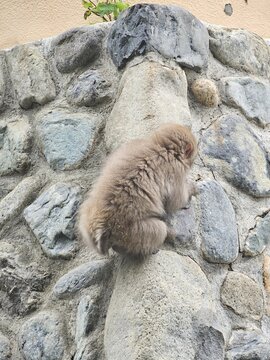 石垣を登る猿
