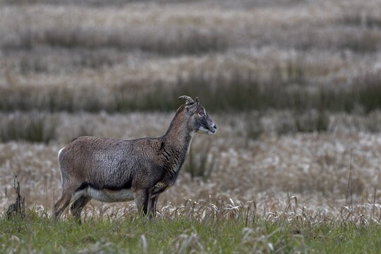 The small horns of the female mouflon (Ovis gmelini) are clearly recognisable, Germany