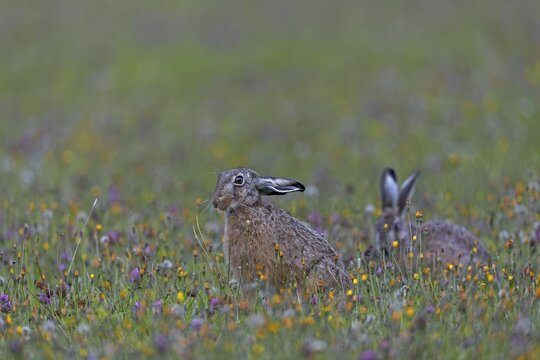 Brown hares (Lepus europaeus) regularly interrupt their feeding and when they feel undisturbed, they sometimes adopt quite amusing postures, Germany