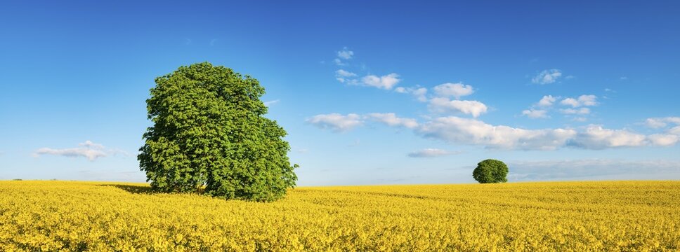 Panorama, Horse chestnuts (Aesculus) in flowering rape field under blue sky with clouds in spring, Burgenlandkreis, Saxony-Anhalt, Germany
