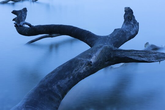 Fallen tree on the chalk coast in Jasmund National Park, R&uuml;gen, Sassnitz, Mecklenburg-Western Pomerania, Germany