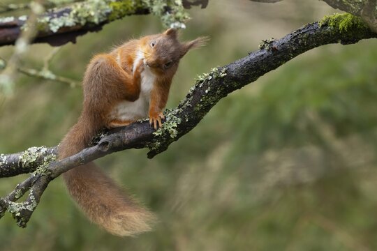 Red squirrel (Sciurus vulgaris) adult animal scratching itself on a tree branch in a forest, Yorkshire, England, United Kingdom