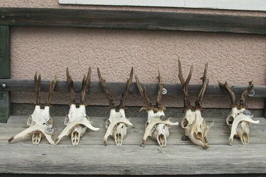 European roe deer (Capreolus capreolus) Roebuck trophy processing, finished antlers laid out to dry, Lower Austria, Austria
