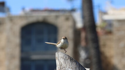 A wren bird on a branch in the old city of Jerusalem © Viktor