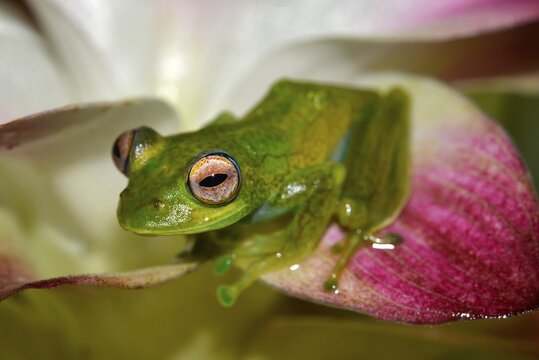 Boophis elenae (Boophis elenae) in rainforest, Ranomafana National Park, Southern Highlands, Madagascar
