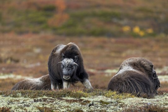 This musk ox calf (Ovibos moschatus) is visibly bored, a behaviour that can often be observed, while the adults take long breaks, the young animals like to occupy themselves with each other, baby animals, autumn, autumn landscape, Ruska, Tundra landscape, September, Norway