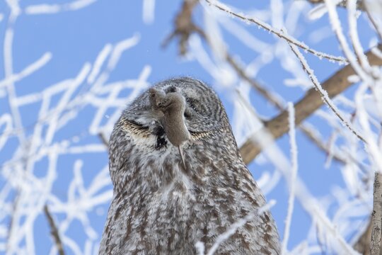Great gray owl (strix nebulosa), Owl swallows a prey in a frost-covered forest, region of Center Quebec, Province of Quebec, Canada