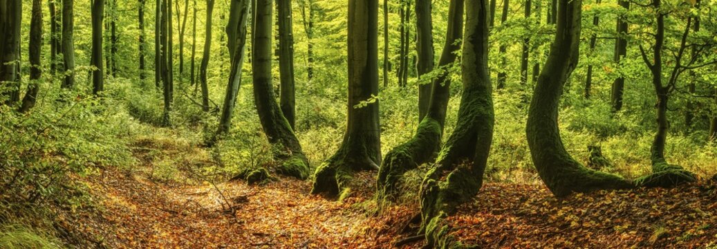 Sunny natural Beeches forest (Fagus) with overgrown crooked trees, Erzgebirge, Czech Republic