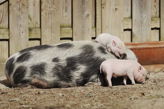 G&ouml;ttingen minipig (Sus scrofa f. domestica), sow and piglet, North Rhine-Westphalia, Germany