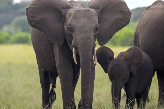 African forest elephants (Loxodonta cyclotis) in a clearing in Loango National Park, Parc National de Loango, Ogoou&eacute;-Maritime Province, Gabon