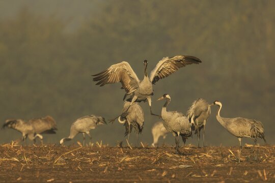 Cranes, one in the middle raising its wings, crane (Grus grus) wildlife, Western Pomerania Lagoon Area National Park, Zingst, Mecklenburg-Western Pomerania, Germany