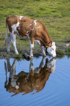 Cow on the alpine pasture, drinking, Tyrolean Simmental cattle, at the Salfeins Lake, Salfeins-Alm, Stubai Alps, Tyrol, Austria