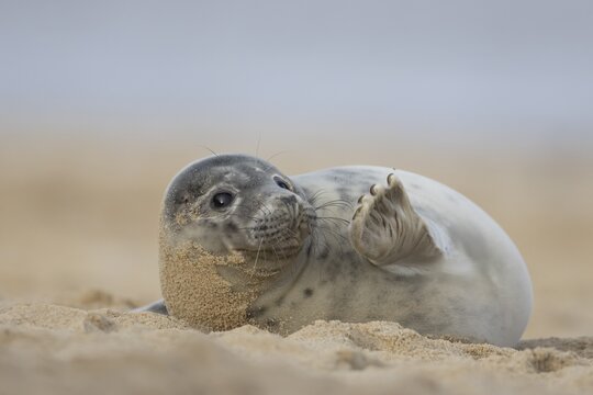 Atlantic grey seal (Halichoerus grypus) juvenile animal waving its front foot on a beach in winter, Norfolk, England, United Kingdom