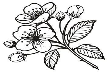 Fototapeta premium coloring page line art iris reticulata flower black vector