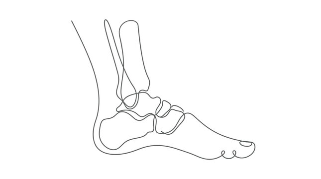 Continuous line drawing of a human foot and ankle skeletal structure.
