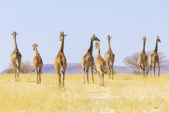 Angolan giraffe (Giraffa camelopardalis angolensis), group walking, Vulnerable species (IUCN Red List), Damaraland, Namibia