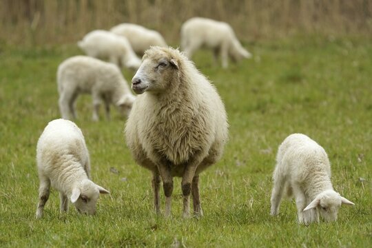 Forest sheep, lambs with mother on a pasture, Germany