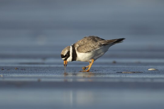 Ringed plover (Charadrius hiaticula) adult wading bird pulling a worm from a beach, Norfolk, England, United Kingdom