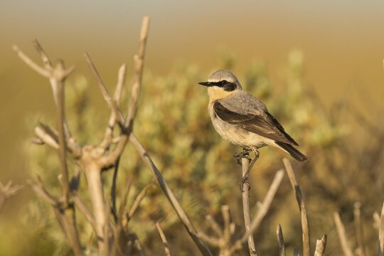 Northern wheatear (Oenanthe oenanthe), Texel, North Holland, Netherlands