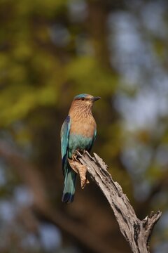 Indian roller (Coracias benghalensis) adult bird on a tree branch, Bandhavgarh, Madhya Pradesh, India