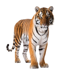 Obraz premium Bengal Tiger Detailed Wildlife Portrait Isolated on Transparent Background PNG