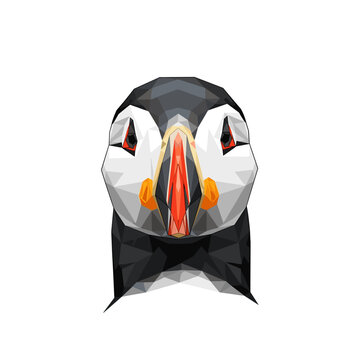 Colorful puffin bird head closeup.