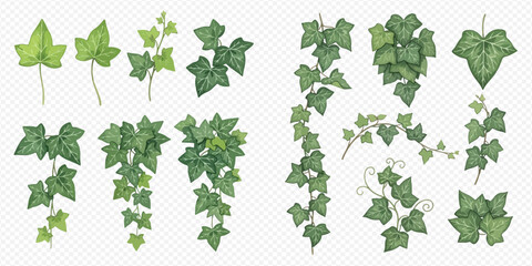 Set of green ivy leaves and climbing vines, botanical decorative elements for design. © Ytaja