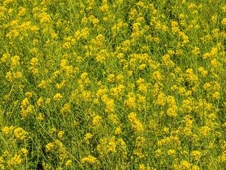 鮮烈な黄色が一面に広がる菜の花の群生 © Masanori Saito