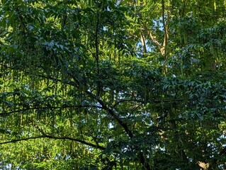 Fototapeta premium Üppige grüne Blätterpracht im Berliner Plänterwald in Treptow mit sommerlicher Waldatmosphäre