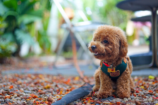A cute brown toy poodle sitting outdoors on gravel in morning light. This close up daylight portrait uses selective focus, leaving great copy space beside a loyal canine best friend.