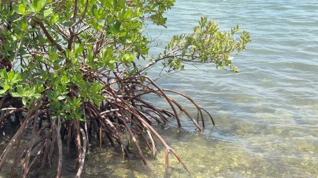 Red mangrove (binomial name: Rhizophora mangle), with arching prop roots, grows in shallows near the shoreline of Sarasota Bay on a sunny day in Florida. Marine, ecosystem, and environmental motifs.