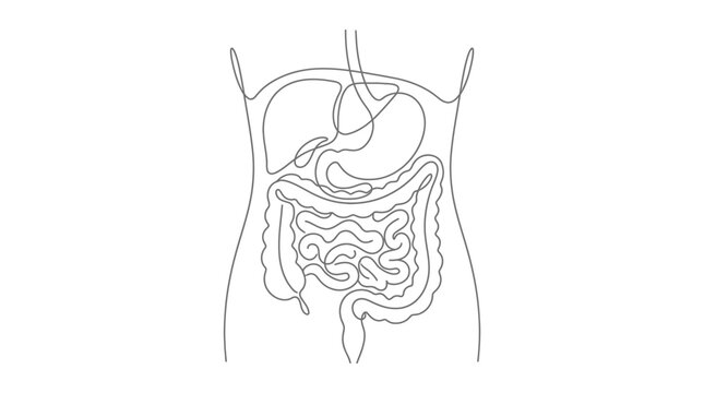 A continuous line drawing of the human digestive system anatomy.