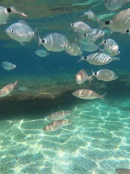 School of Fish Gathering Around Rocky Reef in Clear Blue Mediterranean Waters