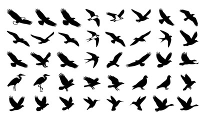 Obraz premium Flying and Perching Wild Birds Black Silhouette Vector Set Featuring Migrating Eagles Seagulls Herons Swallows and Pigeons for Nature Freedom Logo Graphic Designs