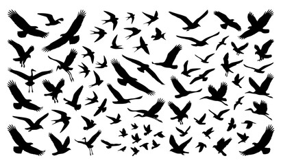Fototapeta premium Large Flock of Flying Birds Silhouette Vector Set with Eagles Seagulls Cranes and Swallows Migrating in Sky for Outdoor Nature and Freedom Concept Designs