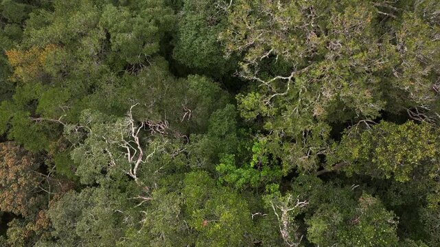 Lush Tropical Rainforest of Borneo, Asia. Mountain mossy Dense tropical equatorial rainforest. Aerial Shot of ecosystem.
