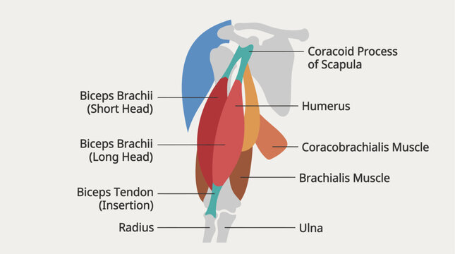 Anatomical illustration of human arm muscles.