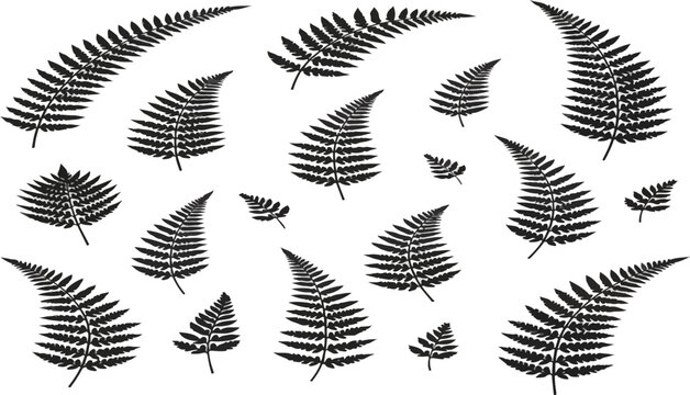 set of fern leaves silhouettes on white.eps