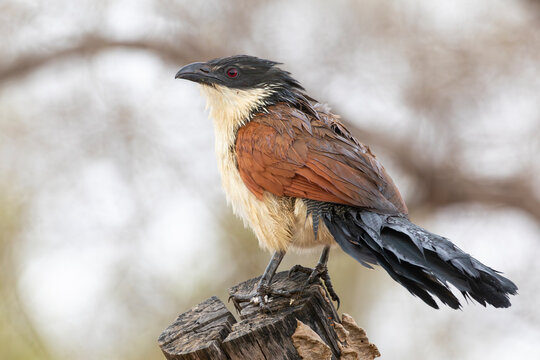 Bedraggled Burchell's Coucal (Centropus burchellii) with wet feathers perched on tree stump, Limpopo, South Africa in rain aka Vleiloerie