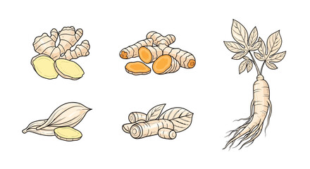 Obraz premium Collection of various ginger root and turmeric illustrations.