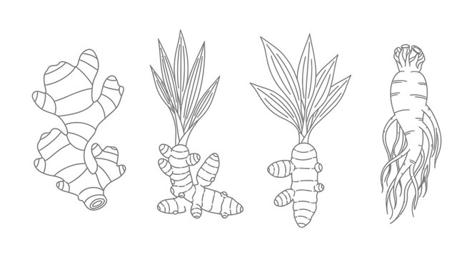 A line drawing of various root vegetables.